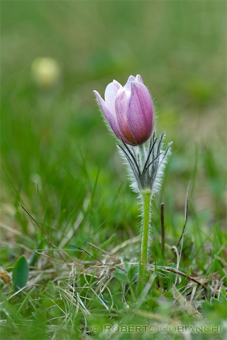 Flora dal Passo Pordoi: Pulsatilla e Primula